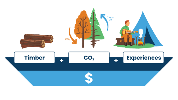 What Are Ecosystem Services 
